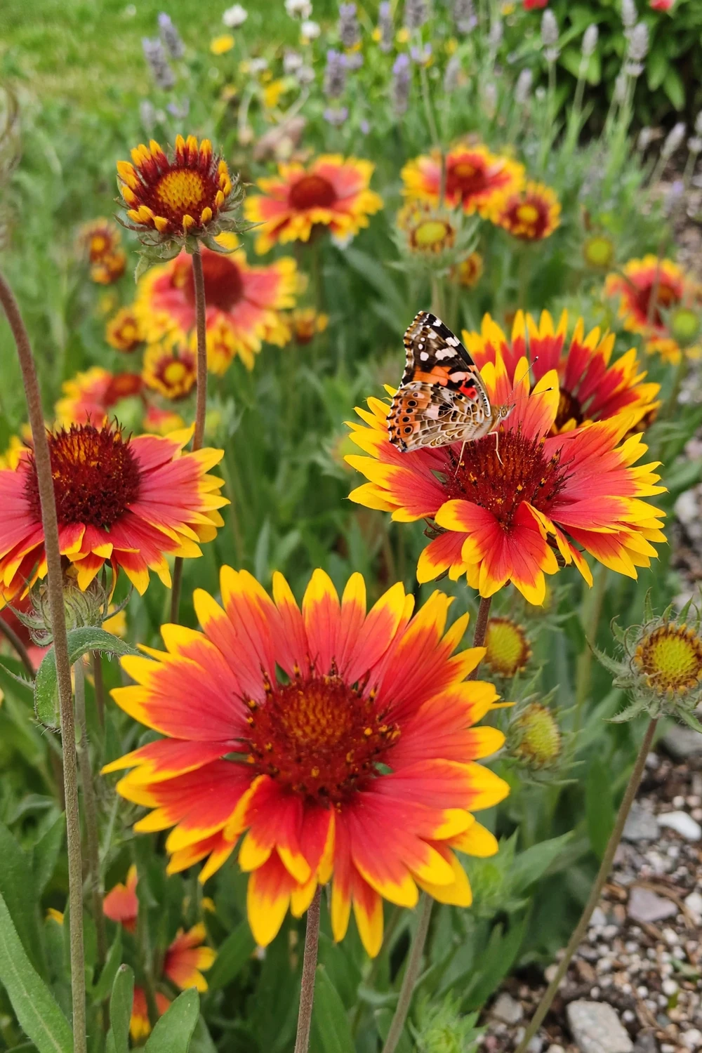 Blanket flowers with warm red, orange and yellow blooms in a sunny border, butterfly visiting