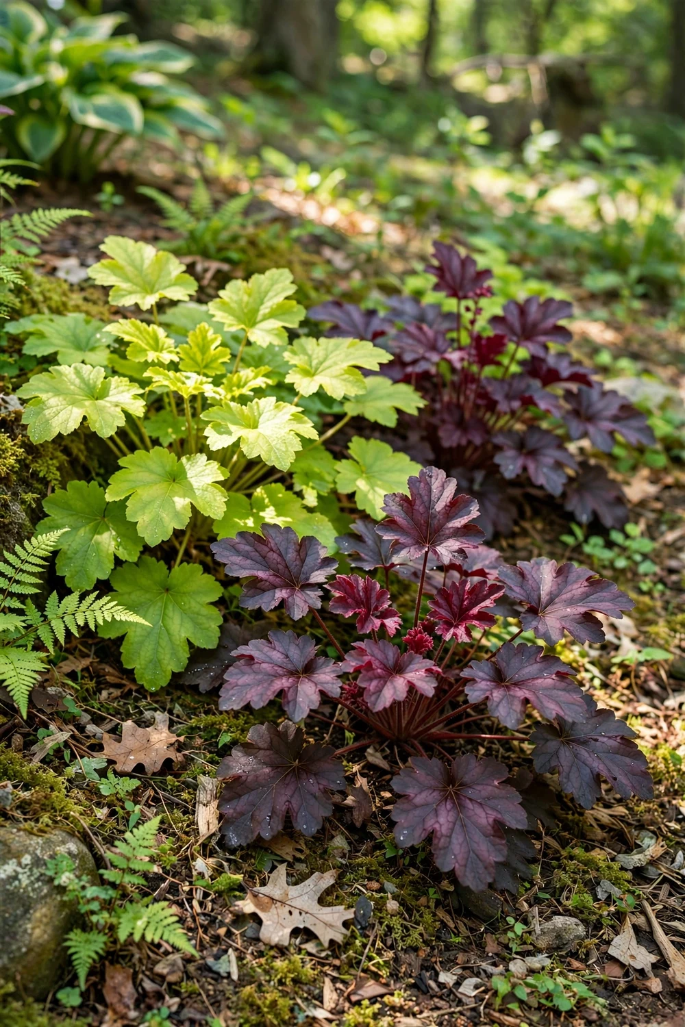 Coral bells heuchera with colorful burgundy and lime foliage in partial shade
