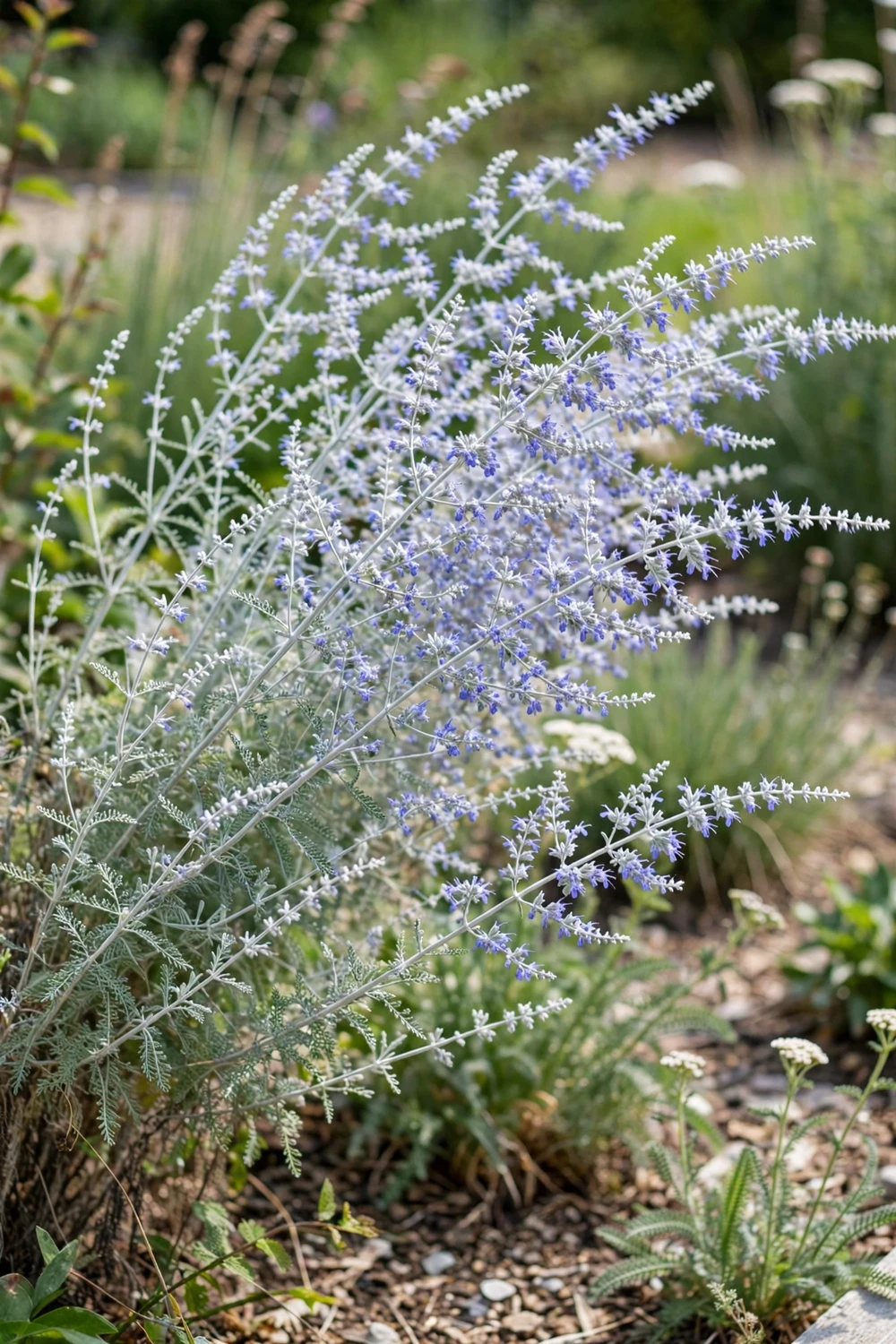 Russian sage with a soft cloud of lavender-blue flowers and silvery stems in a sunny garden