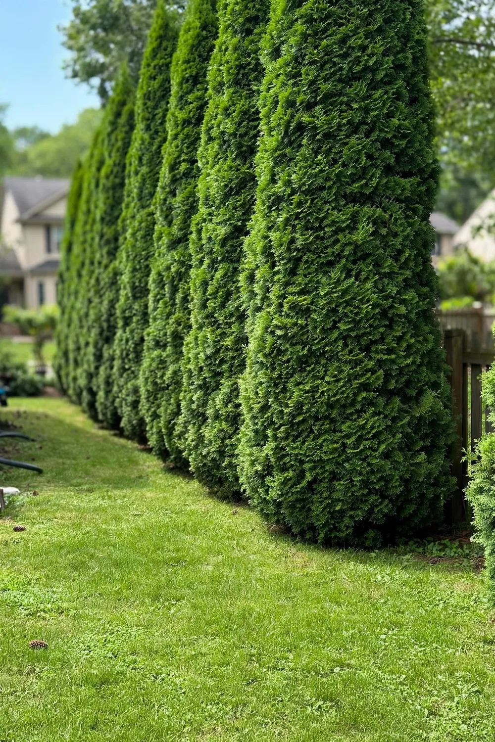 Tall dense arborvitae privacy hedge along a property line with manicured lawn in front